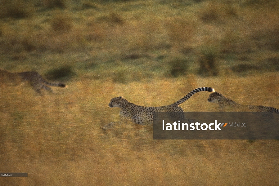 Trío de guepardo (Acinonyx jubatus) corriendo por la hierba alta, reserva Masai Mara, Kenia