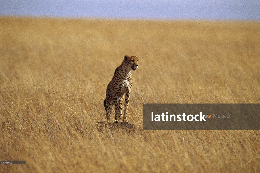 Guepardo (Acinonyx jubatus) parado en roca en Sabana, reserva Masai Mara, Kenia