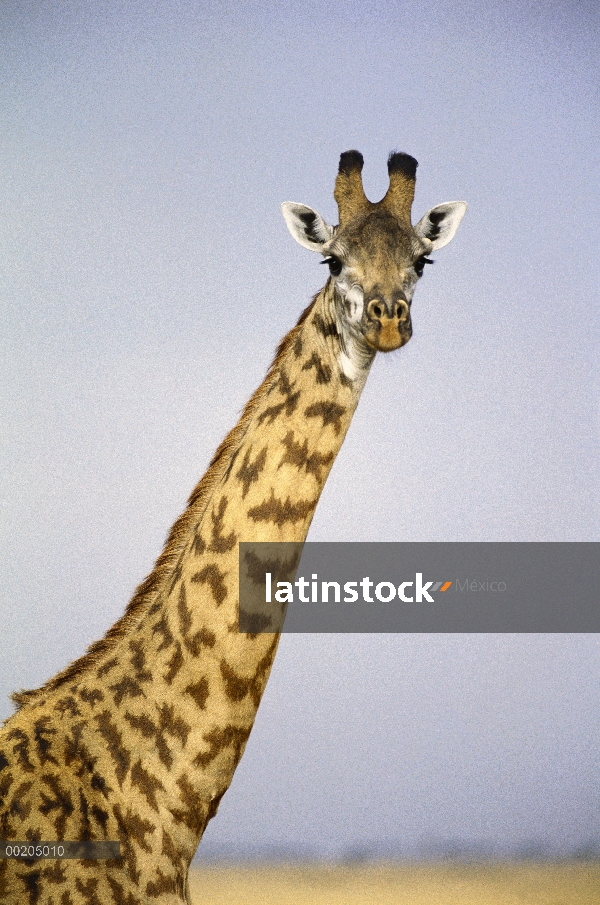 Masai jirafa (Giraffa tippelskirchi) retrato, Masai Mara, Kenia