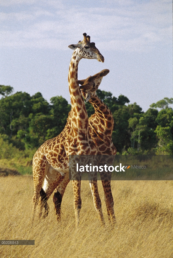 Los jóvenes Masai jirafa (Giraffa tippelskirchi) combate de cuello, Masai Mara, Kenia