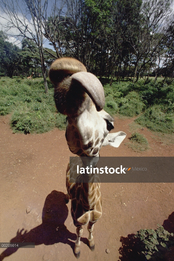 Jirafa de Rothschild (Giraffa camelopardalis rothschildi) tratando de lamer cámara lente, vista supe