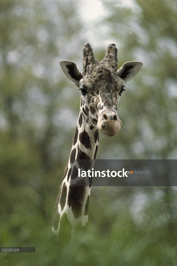 Retrato de (Giraffa reticulata) de la jirafa reticulada, Woodland Park Zoo, Seattle, Washington