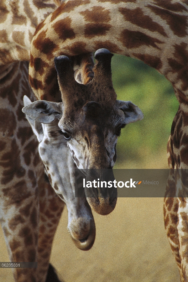 Masai jirafa (Giraffa tippelskirchi), dos jóvenes varones sparring de cuello, Masai Mara, Kenia