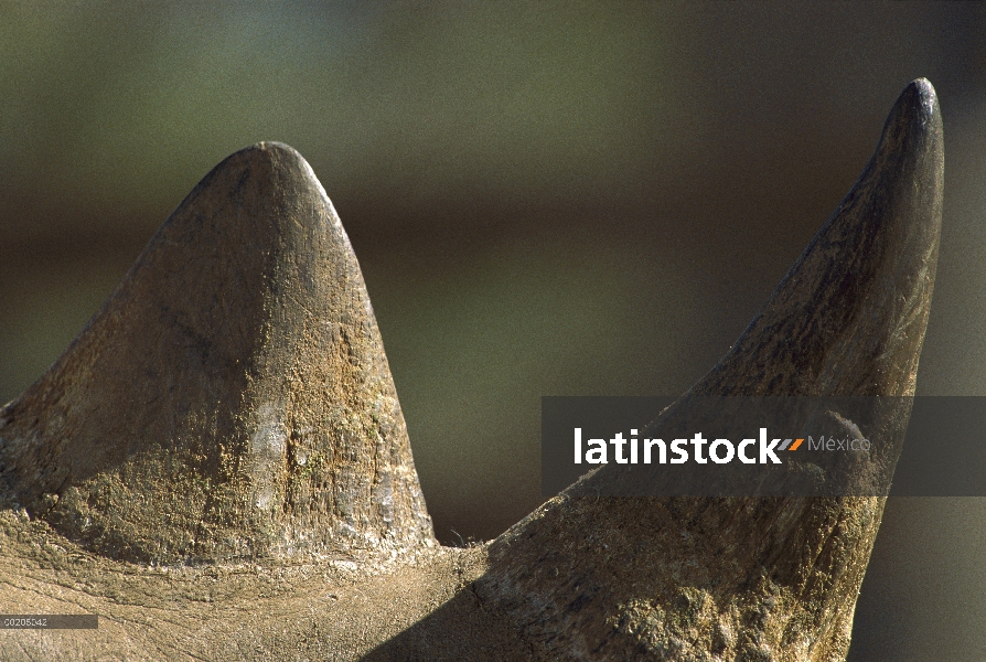 Negro de cuernos de rinoceronte (Diceros bicornis), Lewa Wildlife Conservancy, Kenia