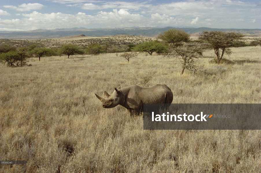 Rinoceronte negro (Diceros bicornis) en savannah, Lewa Wildlife Conservancy, Kenia