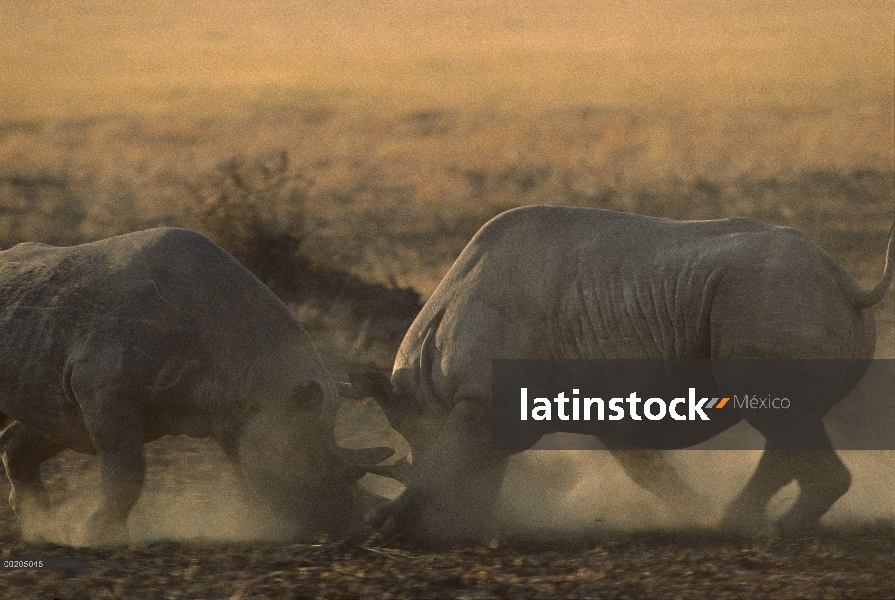 Rinoceronte negro (Diceros bicornis) los machos luchando, Reserva Nacional de Masai Mara, Kenia