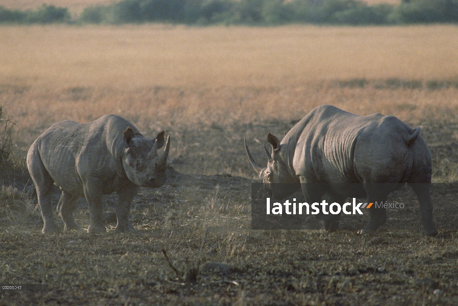 Rinoceronte negro (Diceros bicornis) los machos luchando, Reserva Nacional de Masai Mara, Kenia