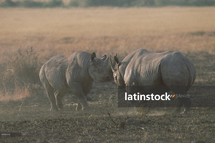 Rinoceronte negro (Diceros bicornis) los hombres lucha, Reserva Nacional de Masai Mara, Kenia