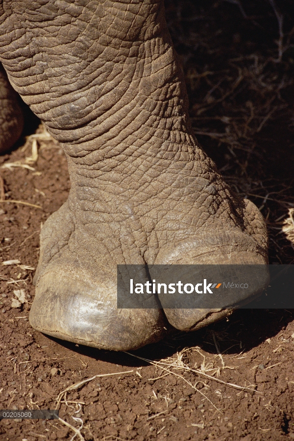 Primer plano del rinoceronte blanco (simum de Ceratotherium) de pie, Lewa Wildlife Conservancy, Keni