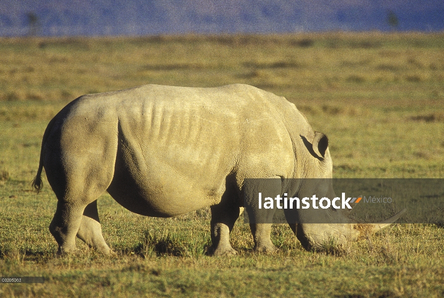 Macho de rinoceronte blanco (simum de Ceratotherium) que fue introducido al parque pasta pacíficamen