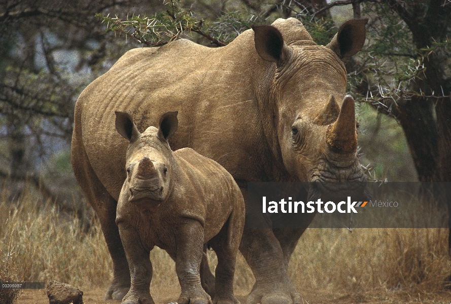 Madre de rinoceronte blanco (simum de Ceratotherium) con bebé, Lewa Wildlife Conservancy, Kenia