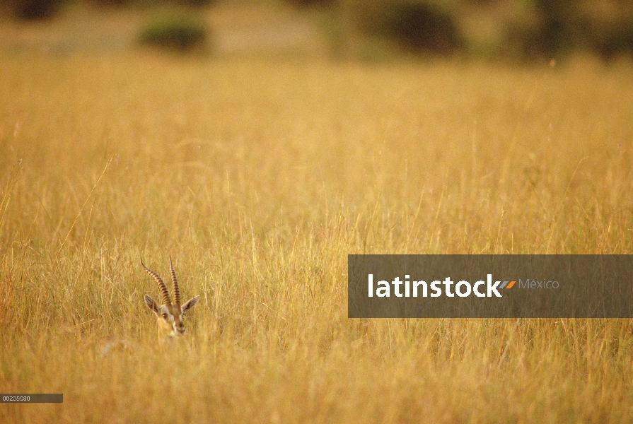 Gacela de Thomson (Eudorcas thomsonii) escondidos en la hierba alta, Reserva Nacional de Masai Mara,