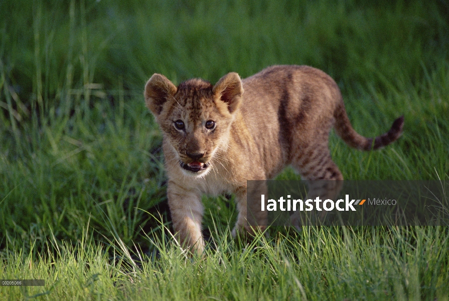 Cachorro de León africano (Panthera leo), retrato, reserva de la fauna de Moremi, Botswana