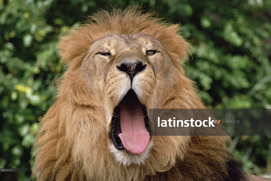 Retrato de León africano (Panthera leo) de hombre bostezo, zoológico de Washington, Portland, Oregon