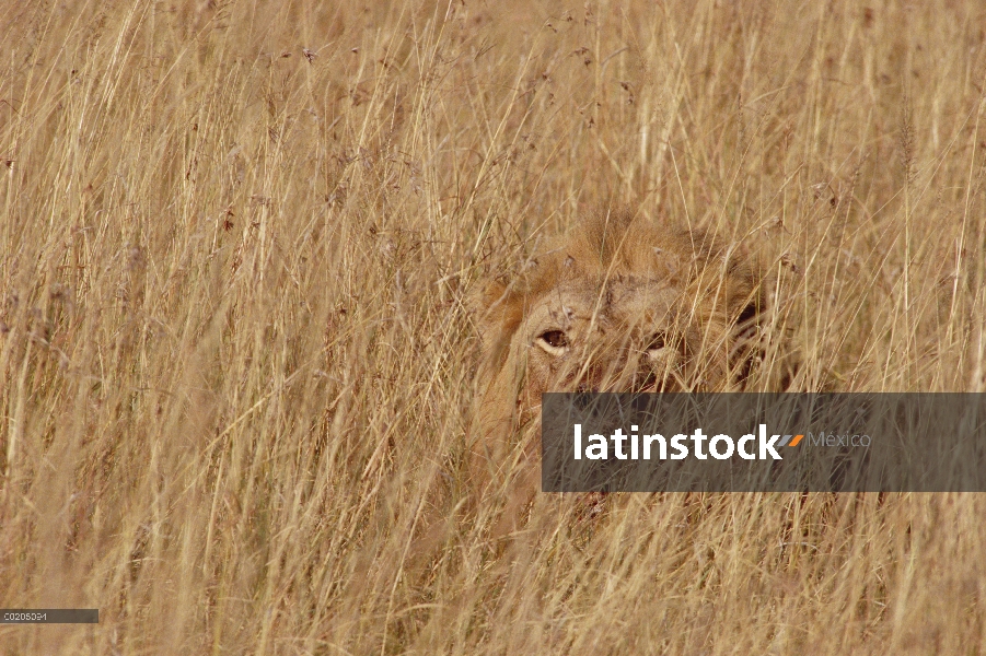 Joven macho León africano (Panthera leo) camuflado en hierba alta, Reserva Nacional de Masai Mara, K