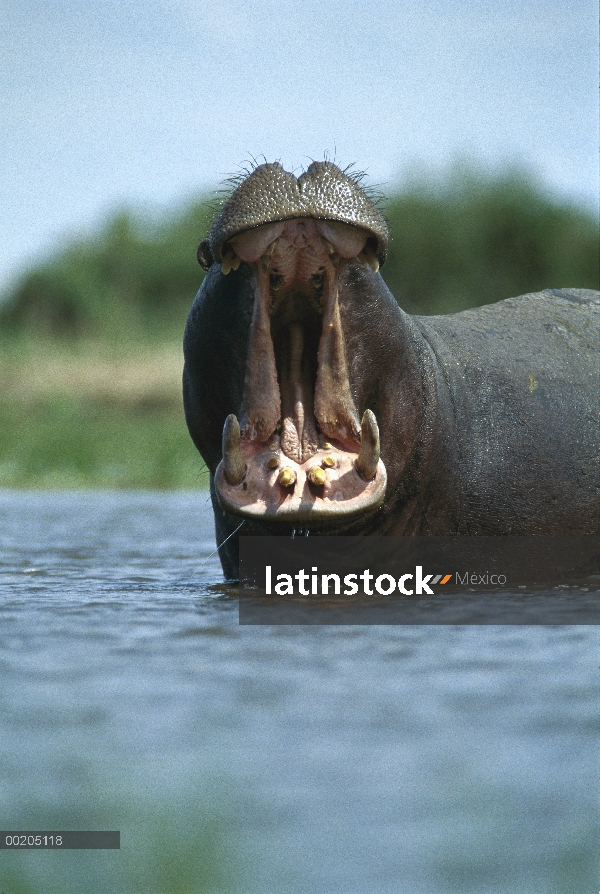 Hipopótamo (Hippopotamus amphibius) bull amenaza mostrando, plato Pan, pantano de Linyanti, Botswana