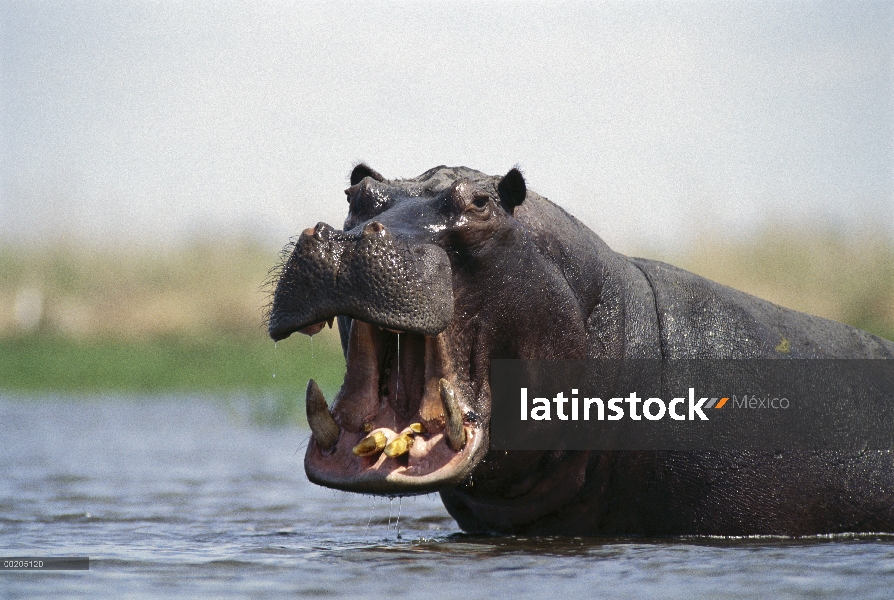 Hipopótamo (Hippopotamus amphibius) bull amenaza mostrando, plato Pan, pantano de Linyanti, Botswana