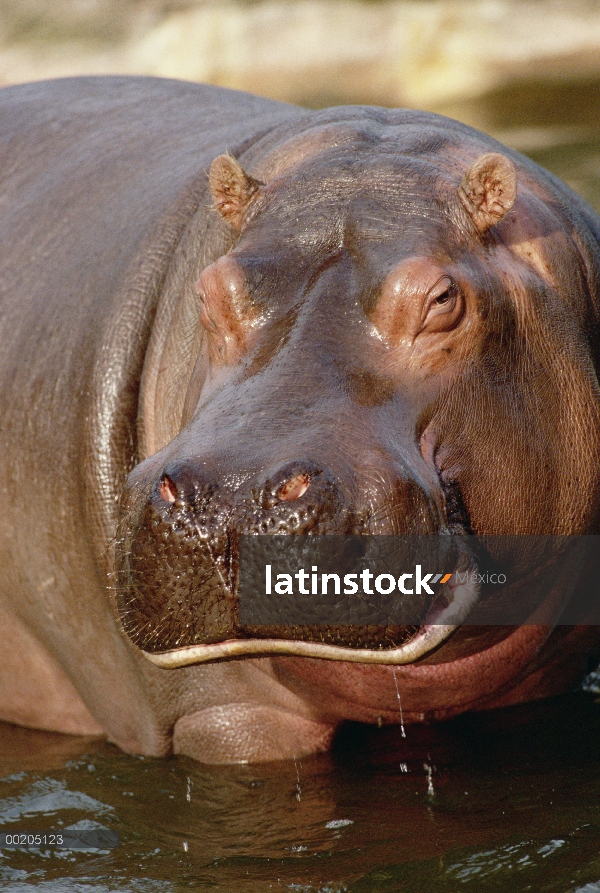 Retrato de primer plano hipopótamo (Hippopotamus amphibius) de cara, África subsahariana