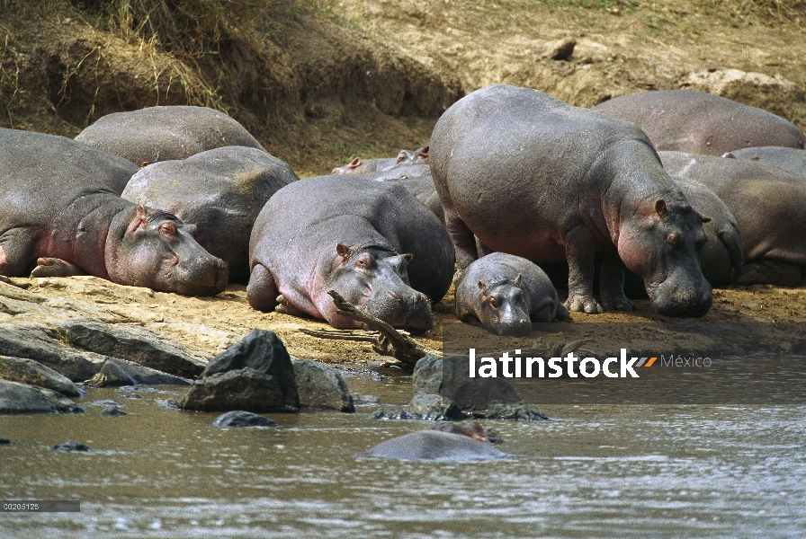 Grupo de hipopótamo (Hippopotamus amphibius) descansando en la orilla del Mara río, reserva Masai Ma