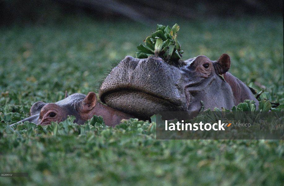 Par de hipopótamo (Hippopotamus amphibius) en lechuga de agua, Parque Nacional del Serengeti, Tanzan