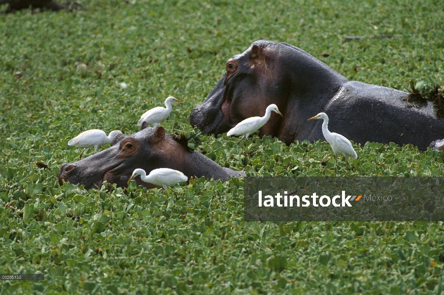 Madre de hipopótamo (Hippopotamus amphibius) y jóvenes en la lechuga de agua están rodeadas de garci