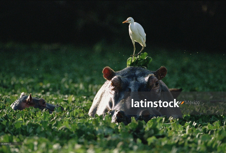 Hipopótamo (Hippopotamus amphibius) nadando en la lechuga de agua, con la garcilla bueyera (Bulbulcu