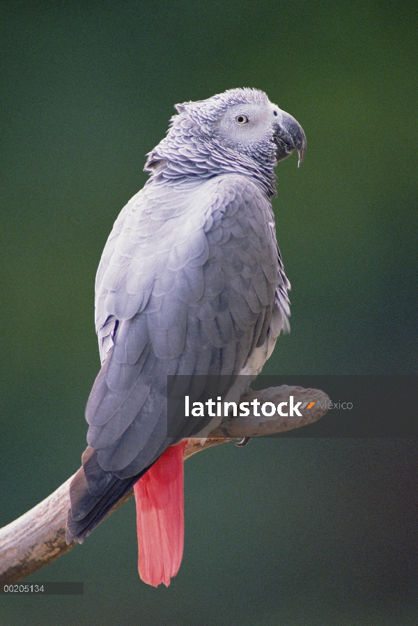 Retrato de loro gris africano (Psittacus erithacus), la África del este