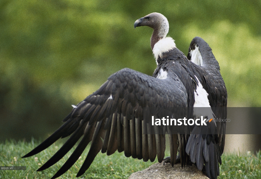 Buitre dorsiblanco (Gyps africanus) tomando el sol, la África del este