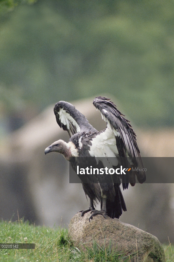 Buitre dorsiblanco (Gyps africanus), África del este