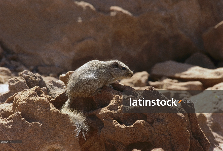 Rata del DASSIE (Petromus typicus), Damaraland, Namibia