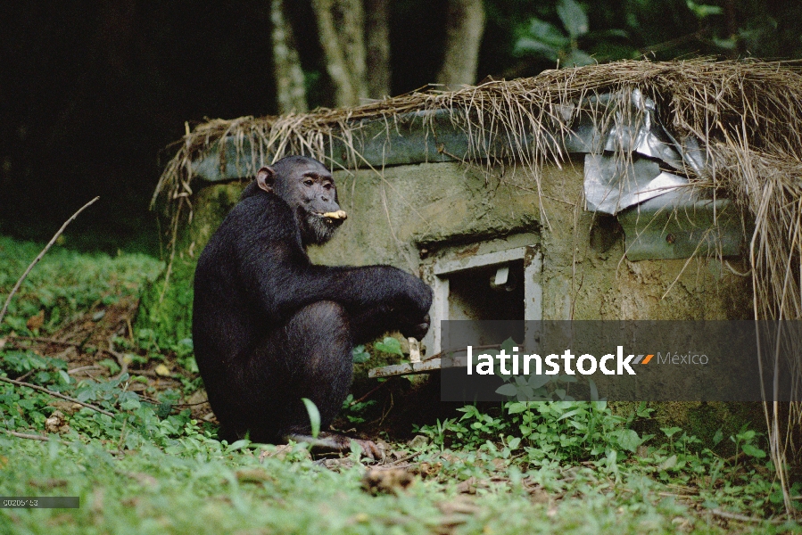 Chimpancé (Pan troglodytes) en la estación de plátano, Parque Nacional de Gombe Stream, Tanzania