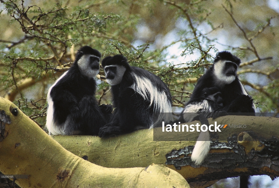 Familia de colobos (Colobus guereza) manto para arriba en un árbol, lago Naivasha, Kenia