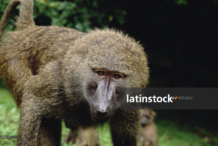 Retrato de Olive Baboon (Papio anubis), Parque Nacional de Gombe Stream, Tanzania