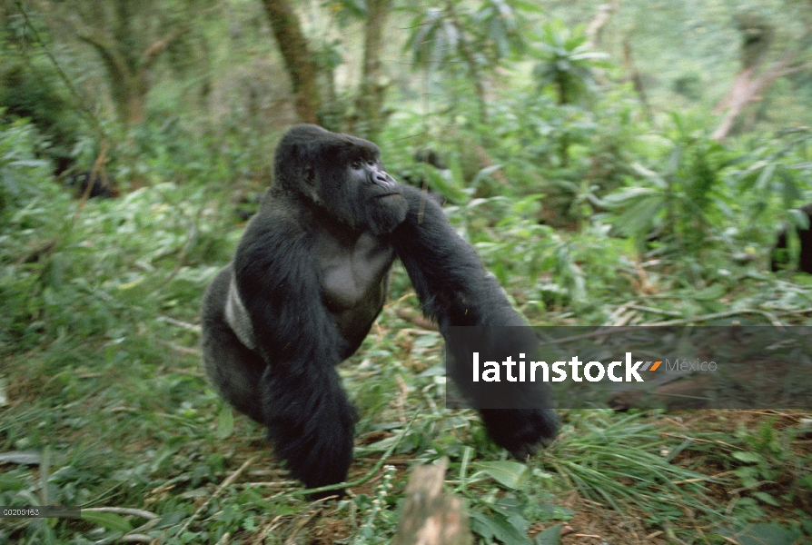 Hombre de montaña gorila (Gorilla gorilla beringei), montañas de Virunga, Rwanda