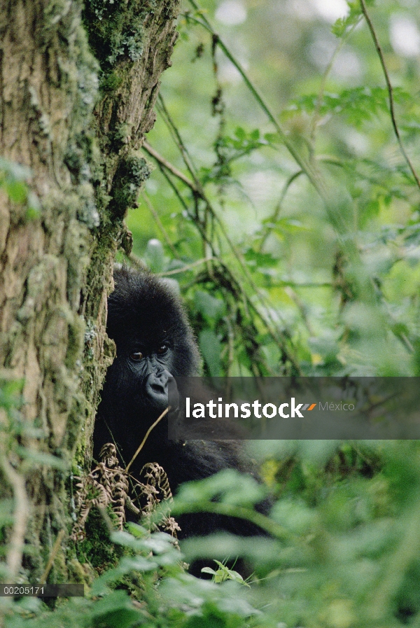 Adolescente de gorila (Gorilla gorilla beringei) montaña apoyado contra el árbol, montañas de Virung