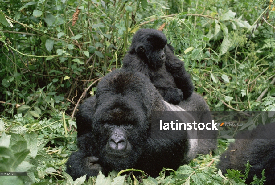 Silverback gorila (Gorilla gorilla beringei) de montaña con el bebé en la espalda, montañas de Virun