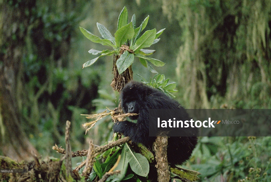 Gorila de montaña (Gorilla gorilla beringei) en árbol comer ramita, montañas de Virunga, Rwanda