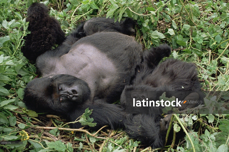 La montaña gorila (Gorilla gorilla beringei) madre y joven descansando en el bosque, las montañas de