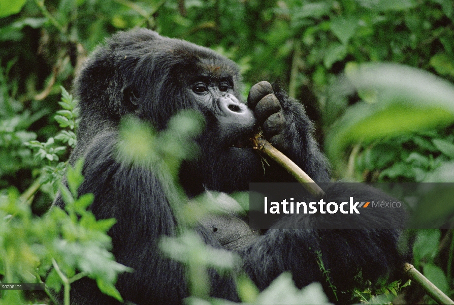 Retrato del gorila (Gorilla gorilla beringei) de montaña de hombre masticando ramita, montañas de Vi