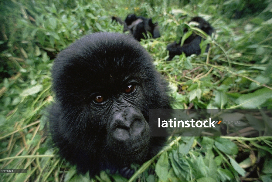 Gorila de montaña (Gorilla gorilla beringei) cerca de retrato de la cara del bebé, montañas de Virun