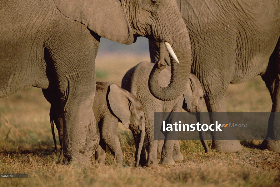 Niño del elefante africano (Loxodonta africana) con la madre y su rebaño, Parque Nacional de Ambosel