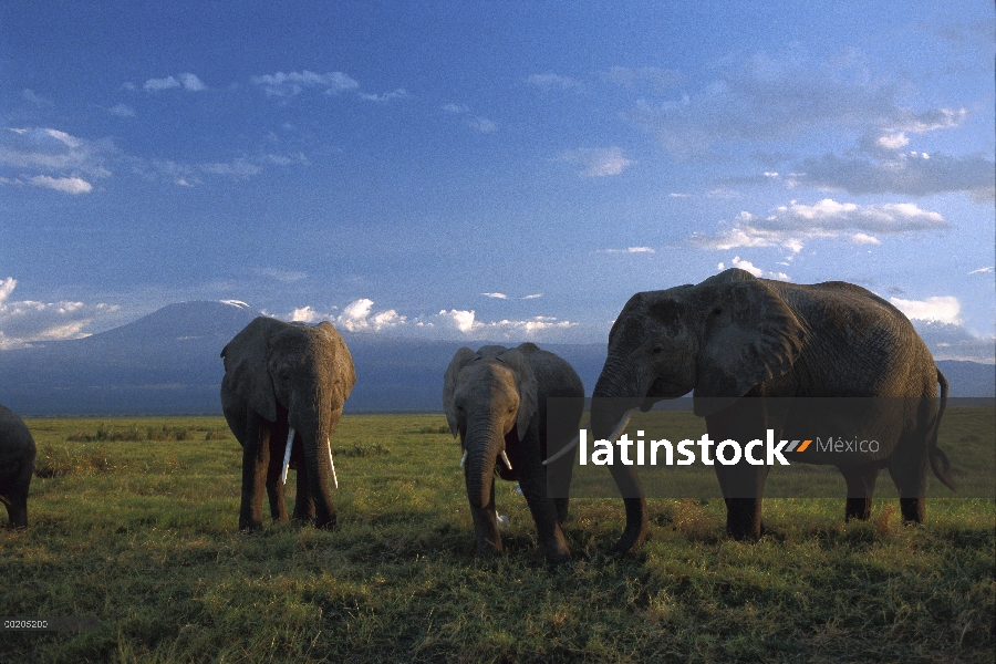 Juveniles de elefante africano (Loxodonta africana) con adulto, Parque Nacional de Amboseli, Kenia