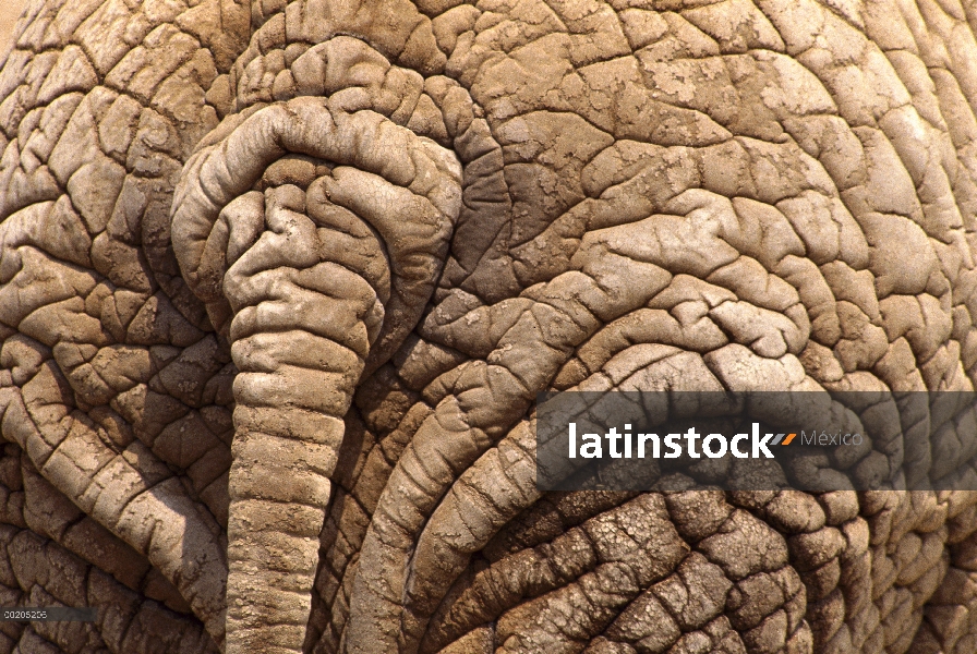 La cola de elefante africano (Loxodonta africana) y ocultar, Parque Nacional de Amboseli, Kenia