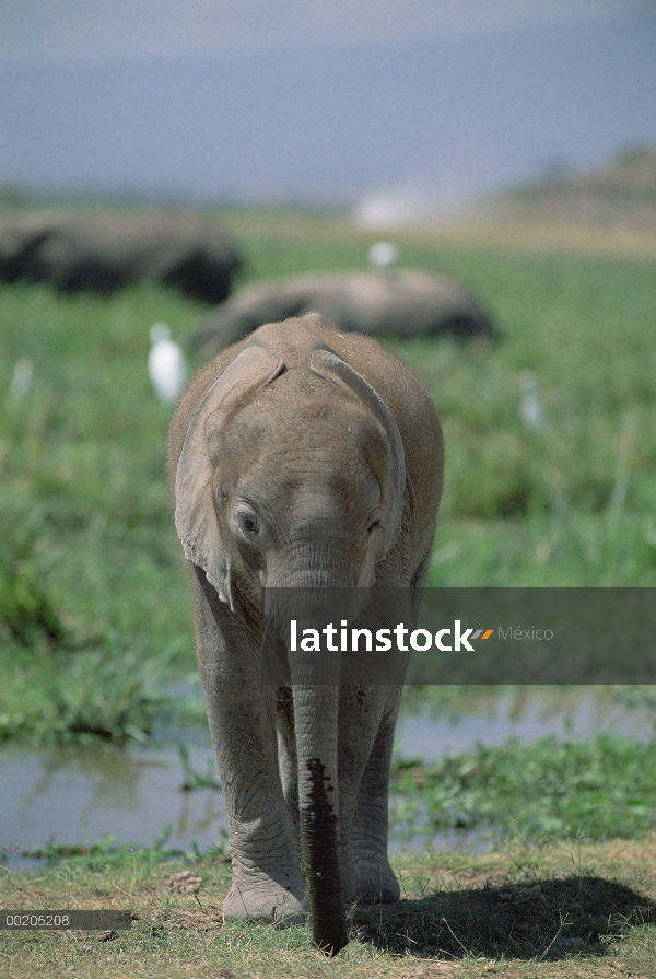 Retrato de elefante africano (Loxodonta africana) de bebé cerca de pantano, Parque Nacional de Ambos