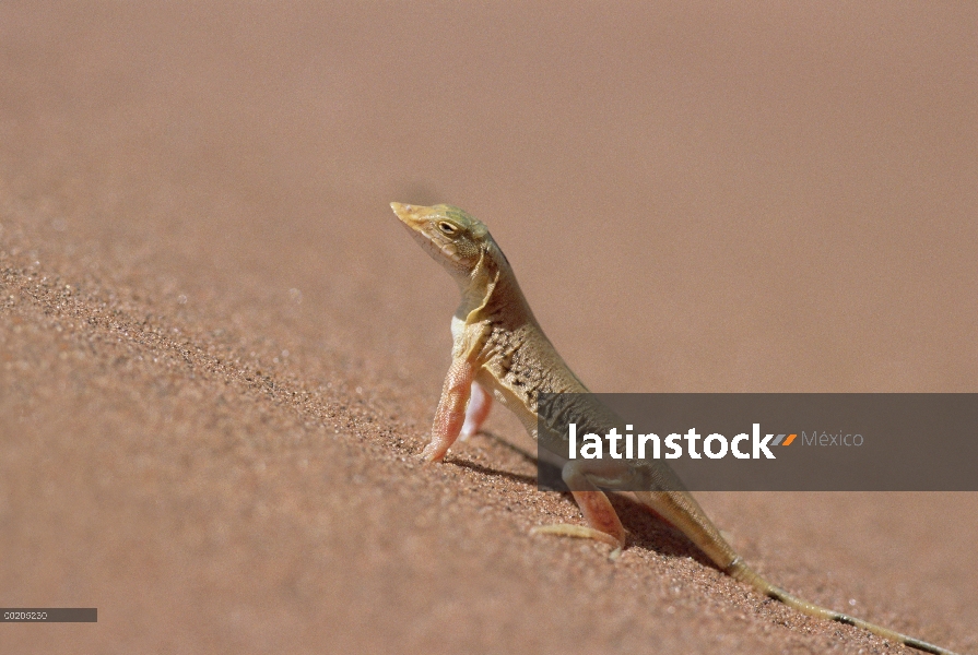 Retrato de vista lateral de lagarto del desierto (Meroles anchietae) de Anchieta en cara duna, Parqu