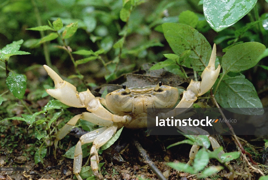 Cangrejo de tierra de Gombe, retrato de primer plano, el Parque Nacional Gombe Stream, Tanzania