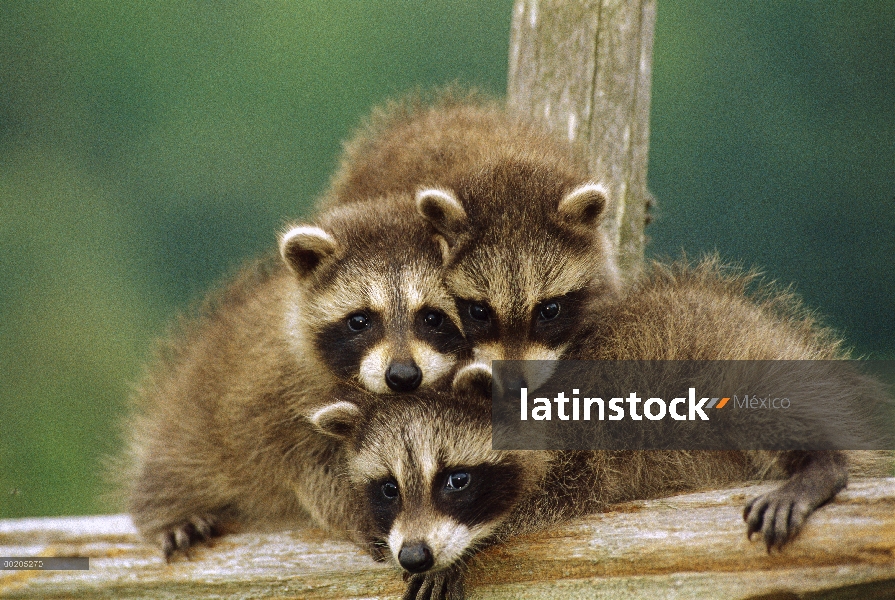 Tres bebés huérfanos mapache (Procyon lotor), el valle de Aspen, Ontario, Canadá