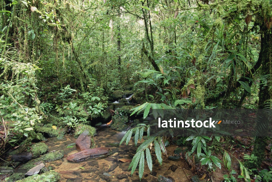 Arroyo de montaña a través de montano tropical Selva, 1200 metros de altura, Mt Bosavi, Papua Nueva 