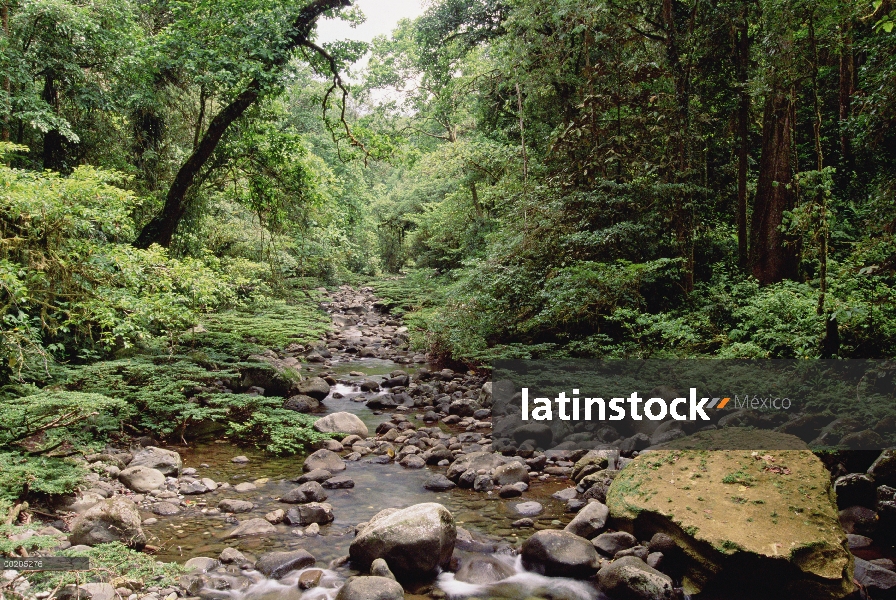 Río Mekolosene que atraviesa bosque tropical montano, ladera sur de Mt Bosavi, Papua Nueva Guinea