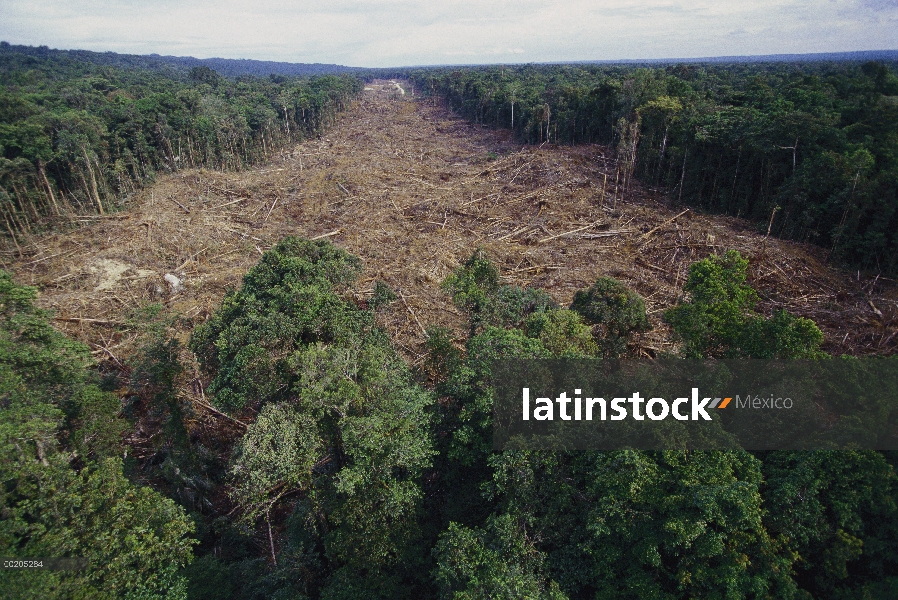 Claro de selva tropical al sur del lago Kutubu para campo de petróleo de Gobe, Papua Nueva Guinea